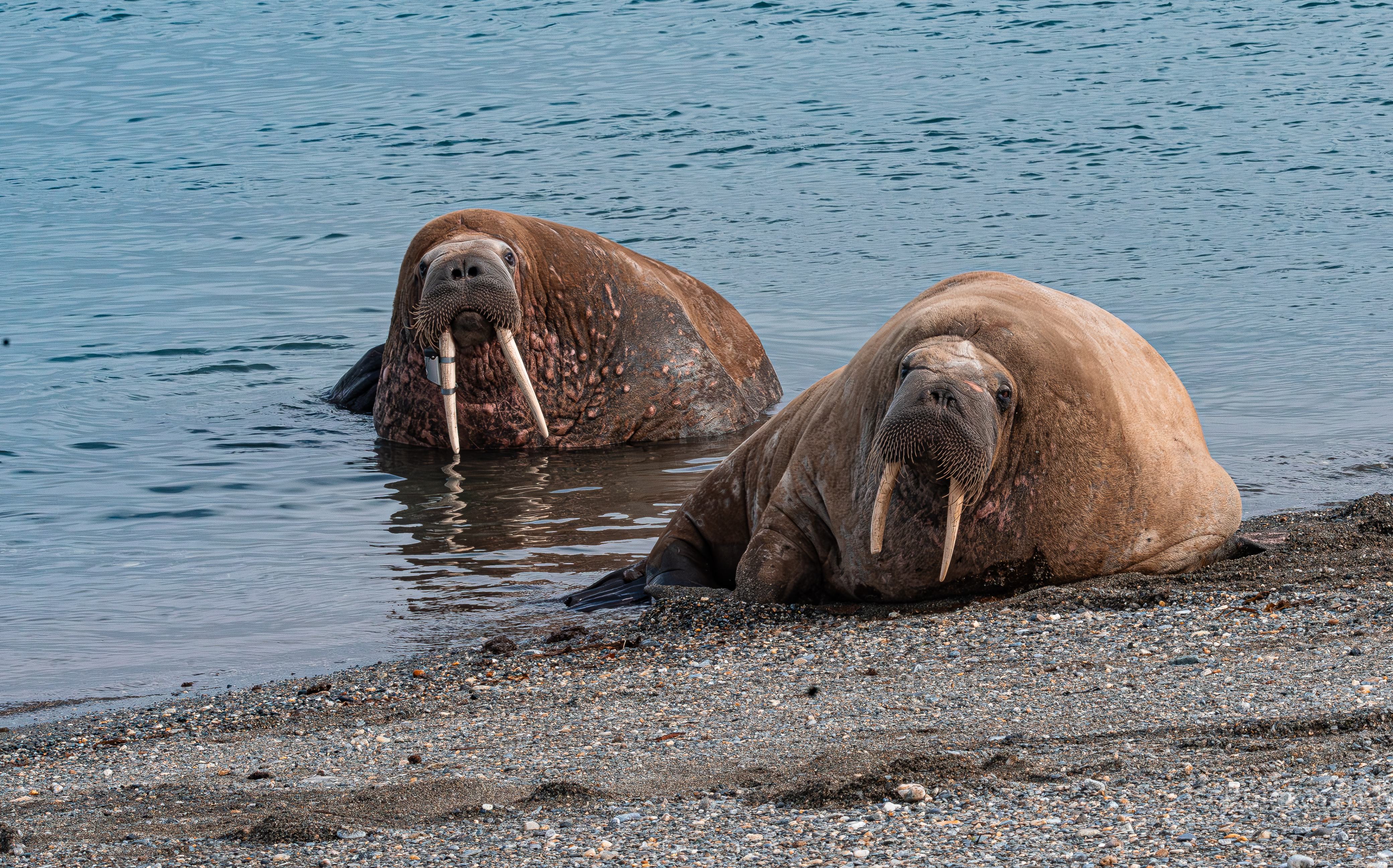 Walrus pair